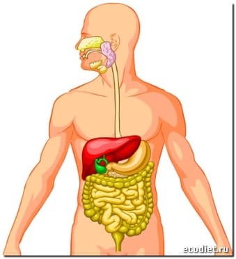 Пищеварение в кишечнике. Всасывание питательных веществ