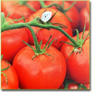 Рецепты с помидорами фото